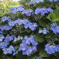 Гортензия крупнолистная Eclips Blue