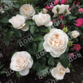 Роза флорибунда Lions Rose (Kordes)