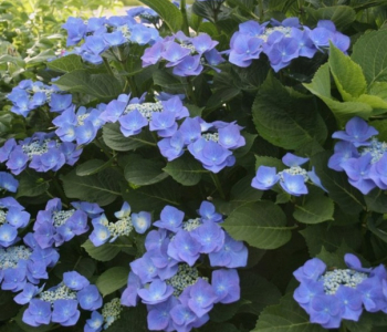 Гортензия крупнолистная Eclips Blue