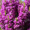 Вероника колосистая Purple Explosion