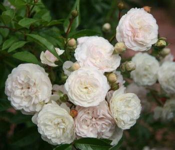 Роза почвопокровная Pearl Meidiland (Meilland)