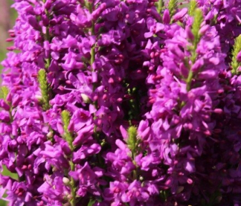 Вероника колосистая Purple Explosion