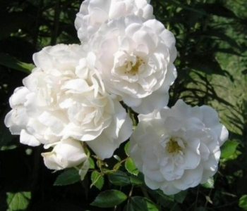 Роза почвопокровная White Fairy