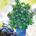 Голубика садовая Bon Bon Berry Blue Suede