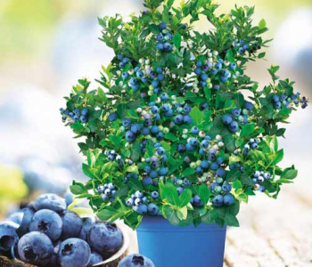 Голубика садовая Bon Bon Berry Blue Suede