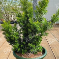 Тисс остроконечный Nana