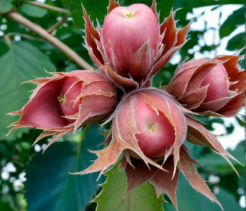 Лещина обыкновенная Сахарный