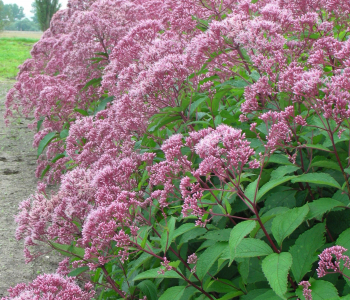 Посконник пятнистый Atropurpureum