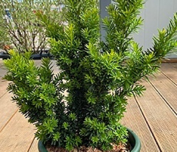 Тисс остроконечный Nana