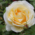 Роза чайно-гибридная Rosemantic Cream
