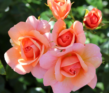 Роза флорибунда Aprikola (Kordes)