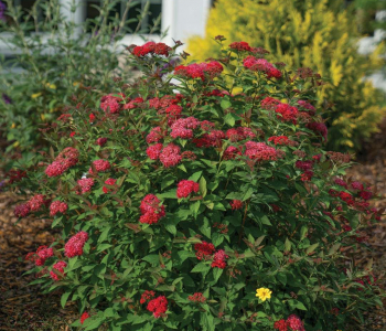 Спирея японская Double Play Red