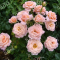 Роза миниатюрная Peach Clementine