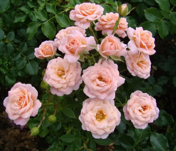 Роза миниатюрная Peach Clementine