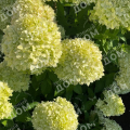 Гортензия метельчатая Bee Green