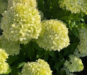 Гортензия метельчатая Bee Green