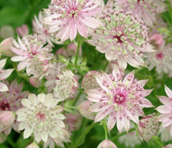 Астранция крупная Florence