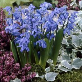 Пролеска сибирская Spring Beauty