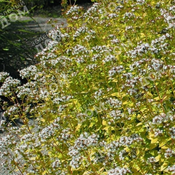 Душица обыкновенная Aureum в питомнике растений Зеленый дом