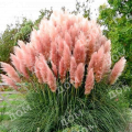 Пампасная трава Rosea