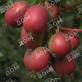 Актинидия аргута Scarlet September Kiwi