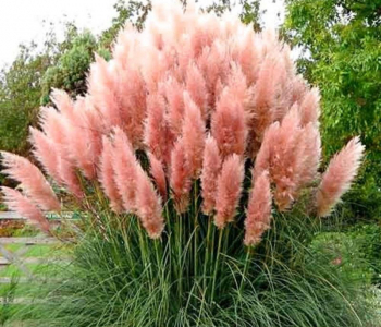 Пампасная трава Rosea
