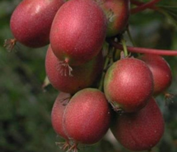 Актинидия аргута Scarlet September Kiwi