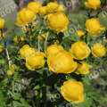 Купальница культурная Lemon Queen