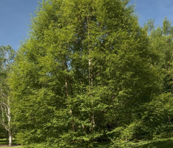 Береза пушистая