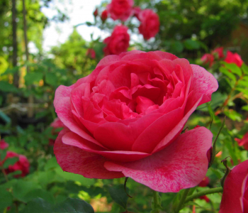 Роза канадская Morden Ruby