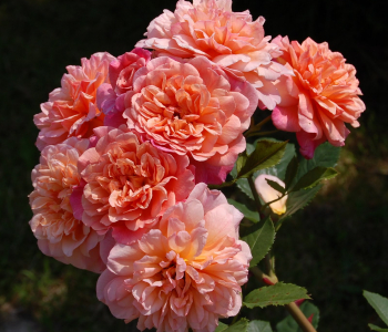 Роза плетистая Aloha (Kordes)