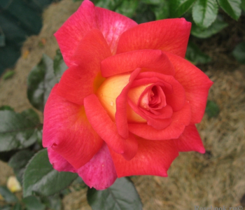 Роза чайно-гибридная Parfum de Grasse