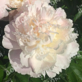 Пион молочноцветковый Shirley Temple