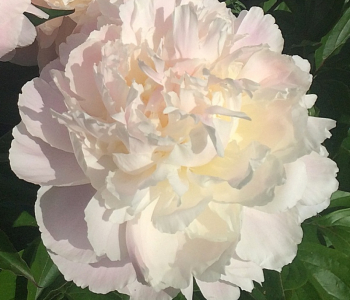 Пион молочноцветковый Shirley Temple