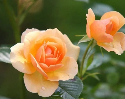 Розы, названные в честь знаменитых женщин