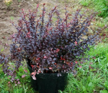 Барбарис Тунберга Dart's Red Lady