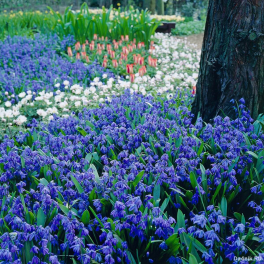 Пролеска сибирская Spring Beauty