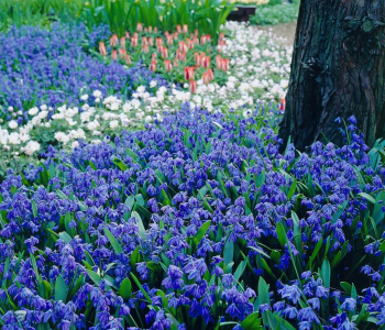 Пролеска сибирская Spring Beauty