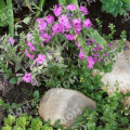Флокс шиловидный Variegata