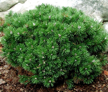 Сосна горная Sherwood Compact