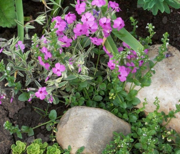 Флокс шиловидный Variegata