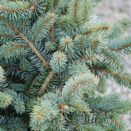 Ель колючая Glauca Globosa