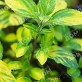 Мята имбирная Ginger Mint