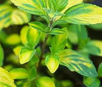 Мята имбирная Ginger Mint