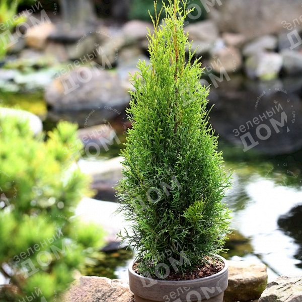 Туя западная Dark Embers в садовом центре Зеленый дом