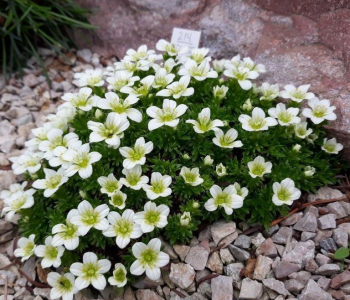 Камнеломка Арендса Carpet White