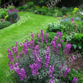 Желтушник Bowles Mauve