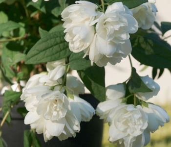 Чубушник Little White Love