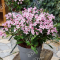 Вейгела Pink Poppet