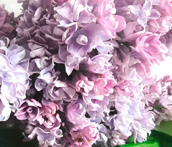 Сирень обыкновенная Валентин Серов